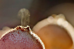 Sporen peervormige stuifzwam (Lycoperdon pyriforme),Leuvenum